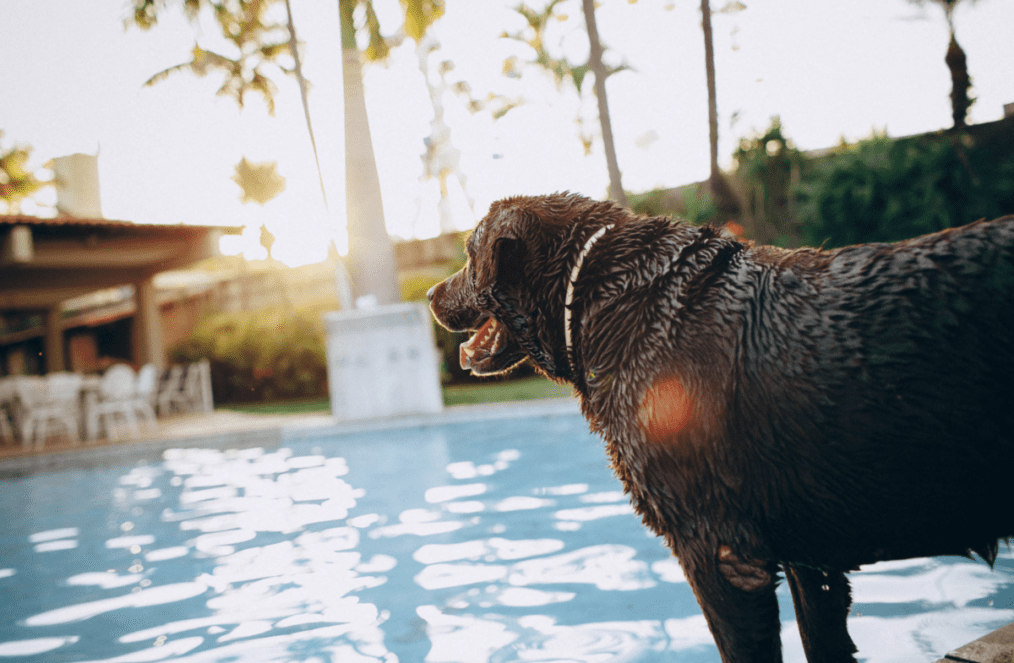 A Complete Guide to Dog Hotels: Ensuring Your Pet's Comfort and Safety